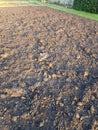 Garden vegetable bed with fresh compost.