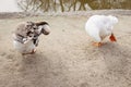 Country geese on the backyard. Brown and white geese in the zoo. Waterfowls on beach. Two birds clean feather. Wild birds concept. Royalty Free Stock Photo