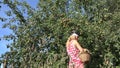 Country girl harvest ripe pear fruits to wicker basket in fruiter farm. 4K