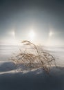 Country grass holding on during a blizzard in Minnesota Royalty Free Stock Photo