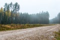 Country gravel road in the forest Royalty Free Stock Photo