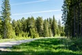 country gravel road in the forest Royalty Free Stock Photo