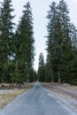 Country gravel road leading through tall trees in a coniferous forest in the mountains Royalty Free Stock Photo