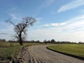 Country highroad and old tree , Lithuania