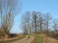 Country highroad and old trees , Lithuania