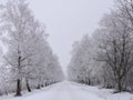 Country highroad and tree in frost , Lithuania