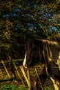 Country horse grazing in a pasture, farm fenced, rural environm