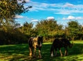 Country horse grazing in a pasture, farm fenced, rural environm