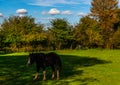 Country horse grazing in a pasture, farm fenced, rural environm