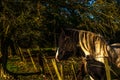 Country horse grazing in a pasture, farm fenced, rural environm