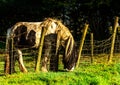 Country horse grazing in a pasture, farm fenced, rural environm