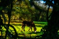 Country horse grazing in a pasture, farm fenced, rural environm