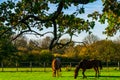 Country horse grazing in a pasture, farm fenced, rural environm