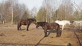 Country horses doze in the morning spring sun