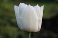 White tulip petal. Macro. Russia. Royalty Free Stock Photo