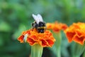 Insects on a beautiful flower. Macro. Russia. Royalty Free Stock Photo