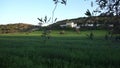 Country house slowly appearing behind the olive trees