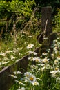 Country idyll with wild marguerites in front of a weathered wooden fence, long grasses and deciduous trees in blurred background, Royalty Free Stock Photo