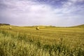 Country landscape near Matera and Gravina di Puglia Royalty Free Stock Photo