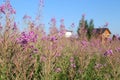 Country landscape with Blooming Sally herbs