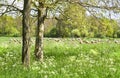 Country landscape with flock of sheep in spring Royalty Free Stock Photo