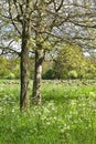 Country landscape with flock of sheep in spring Royalty Free Stock Photo