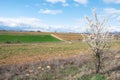 Country landscape with green field and blooming tree