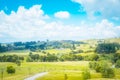 Country landscape with a herd of cows grazing in a lush green pasture of grass on a sunny summer afternooon.