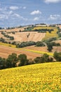 Country landscape in Marches (Italy) Royalty Free Stock Photo