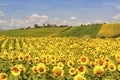 Country landscape in Marches (Italy) Royalty Free Stock Photo