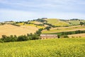 Country landscape in Marches (Italy) Royalty Free Stock Photo