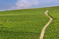 Country landscape of Monferrato Asti, Piedmont, Italy at summer, with vineyards