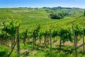 Country landscape of Monferrato Asti, Piedmont, Italy at summer, with vineyards