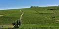 Country landscape of Monferrato Asti, Piedmont, Italy at summer, with vineyards