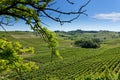 Country landscape of Monferrato Asti, Piedmont, Italy at summer, with vineyards