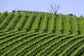 Rural landscape near Guiglia, Emilia-Romagna Royalty Free Stock Photo