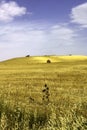 Country landscape near Matera and Gravina di Puglia Royalty Free Stock Photo