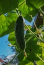 Country landscape. ripe, green and juicy cucumber in the garden