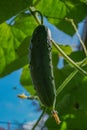 Country landscape. ripe, green and juicy cucumber in the garden