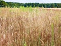 rye field with weed grasses in Central Poland Royalty Free Stock Photo