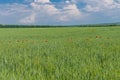 Country landscape with unripe wheat field and wild plantation of red poppies inside Royalty Free Stock Photo