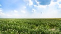 view of green potato field in France