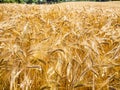 yellow ripe rye ears on field in Brittany Royalty Free Stock Photo