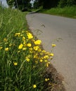 Country lane Royalty Free Stock Photo