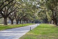 Country lane with ancient oak trees draped in spanish moss