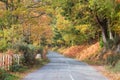 Country lane in autumn lined with trees in autumnal shades of brown and gold