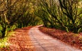 Colourful Autumn road in Cornwall, UK Royalty Free Stock Photo