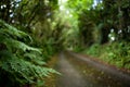 Country lane in Cornwall with fern leaf in foreground Royalty Free Stock Photo