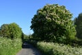 Country lane in late spring, Dorset England Royalty Free Stock Photo