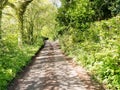 Country Lane Royalty Free Stock Photo